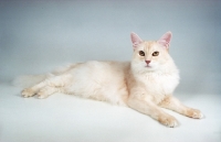 Picture of cream silver Somali cat