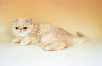Picture of cream tabby Exotic Shorthair lying down, cream background