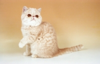 Picture of cream tabby Exotic Shorthair, one leg up