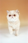 Picture of cream tabby Exotic Shorthair