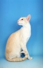 Picture of cream tabby Siamese sitting down