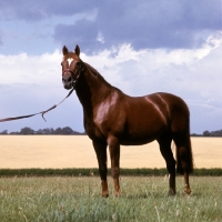 Picture of crepello, thoroughbred at newmarket, he won the derby, 2000 guineas and the dewhurst,