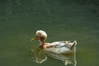 Picture of crested duck, side view