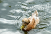 Picture of crested duck swimming