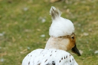 Picture of crested duck with feather on top of its head