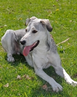 Picture of Cretan Hound (Kritikos Ichnilatis), lying down