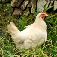 Picture of croad langsham cross hen