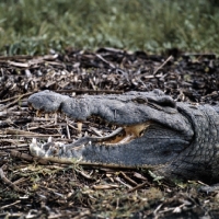 Picture of crocodile portrait