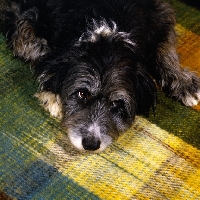 Picture of cross bred dog, border collie x  bearded collie, gazing up hopefully