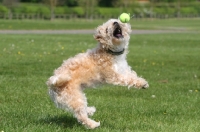 Picture of Cross bred dog catching ball