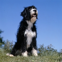 Picture of cross bred dog, english springer spaniel x bearded collie,  looking surprised