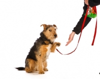 Picture of Cross bred dog giving paw