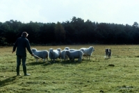 Picture of cross bred dog herding sheep