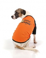 Picture of Cross bred dog in jumper
