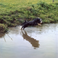 Picture of cross bred dog jumping into water