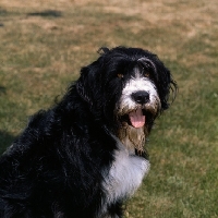 Picture of cross bred dog looking up