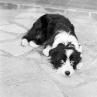 Picture of cross bred dog lying on paving looking up