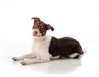 Picture of Cross bred Dog lying on white background