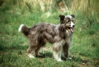 Picture of cross bred dog, nell, looking eager