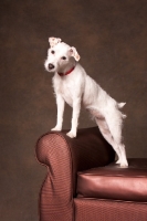 Picture of Cross bred dog on chair