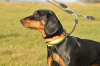 Picture of Cross bred Dog on lead