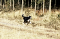 Picture of cross bred dog running along forest track