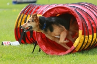 Picture of Cross bred dog running through tunnel