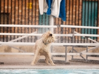 Picture of Cross bred dog shaking away water