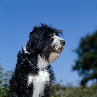 Picture of cross bred dog, springer spaniel x bearded collie 
