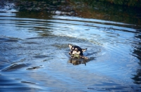 Picture of cross bred dog swimming retrieving a stick