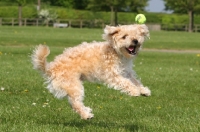 Picture of Cross bred dog trying to catch ball