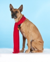 Picture of Cross Bred Dog wearing scarf