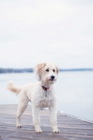 Picture of cross bred dog (wheaten cross)