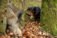 Picture of cross bred dog with wild boar