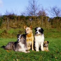 Picture of cross bred dogs, ACD and border terrier together