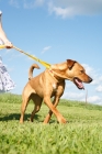 Picture of cross bred Pitt Bull walking on lead