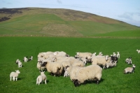 Picture of cross bred sheep in field