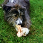 Picture of cross bred sheepdog chewing a bone