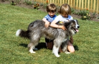 Picture of cross bred sheepdog, nell, with children