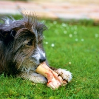 Picture of cross bred sheepdog with a bone