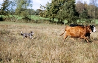 Picture of cross bred sheepdog working cattle