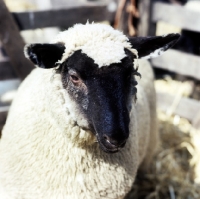 Picture of cross bred sheep