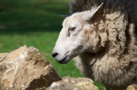 Picture of cross bred sheep