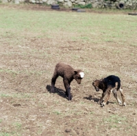 Picture of cross bred soay lambs getting ready to fight