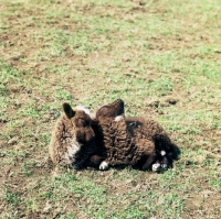 Picture of cross bred soay lambs
