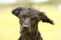 Picture of cross bred (staffie x poodle)