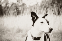 Picture of crossbred dog in black and white