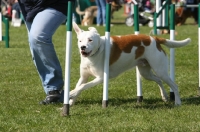 Picture of Crossbreed at trials