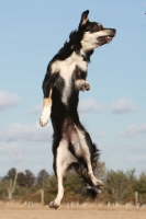 Picture of Crossbreed jumping