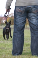 Picture of Crossbreed walking to owner